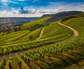 Barolo y Langhe - Degustaci�n de vino - Museos de Mil�n